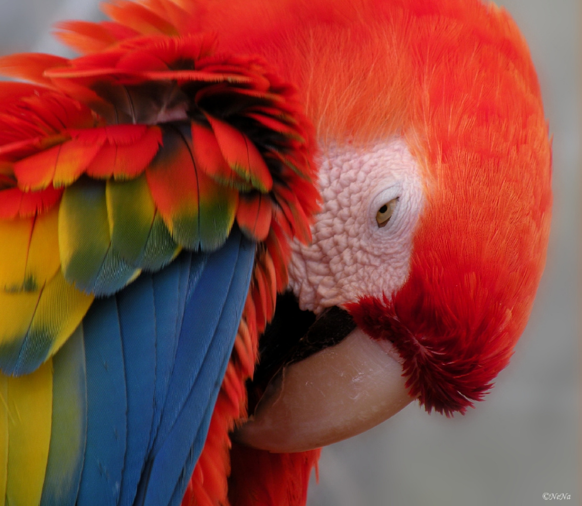 Arara