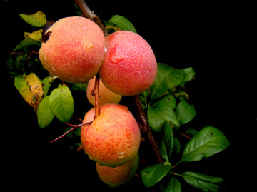 ZIERQUITTEN