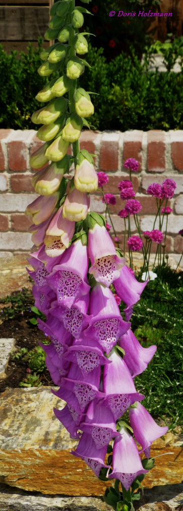 Fingerhut (Digitalis)