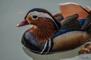 Mandarin ördeği - Mandarin Duck