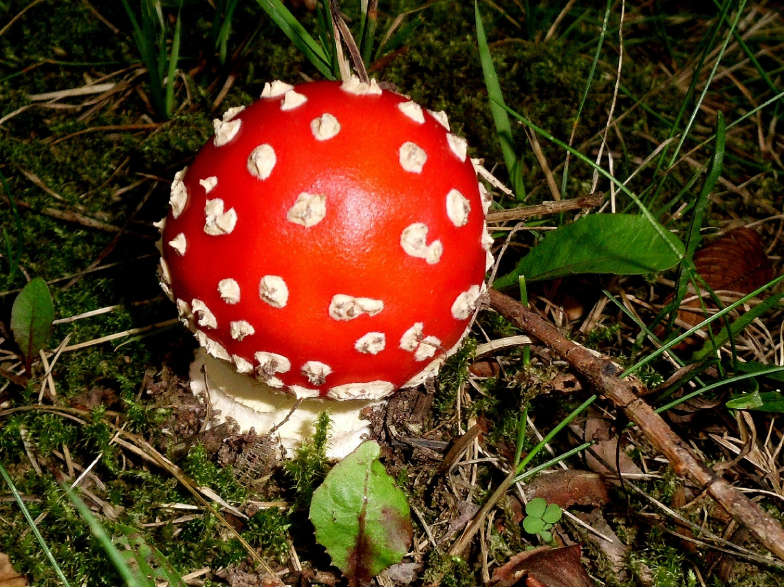 FLIEGENPILZ