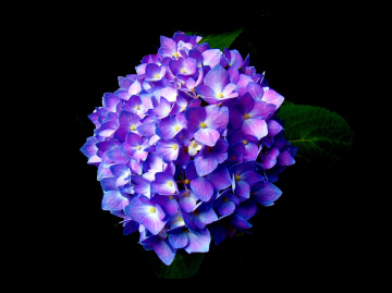 BLÜTEN