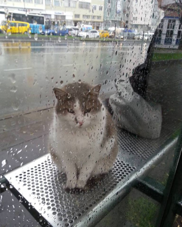 Duraktaki Kedi