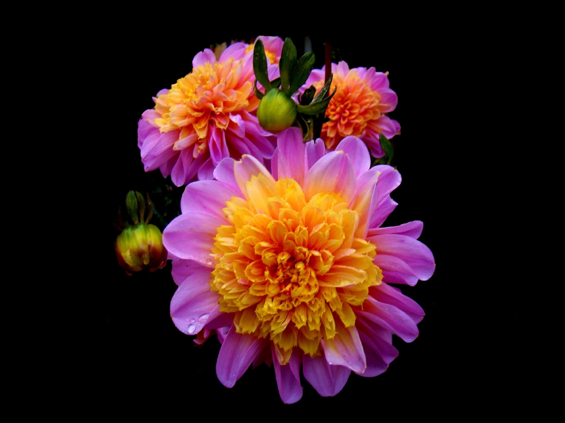 BLÜTEN