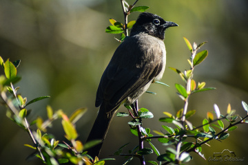White-spectacled Bulbul