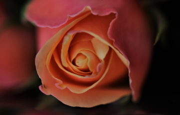 One