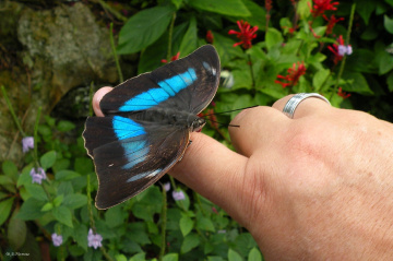 Purple King Butterfly