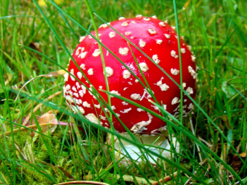 FLIEGENPILZ
