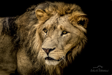 The King
