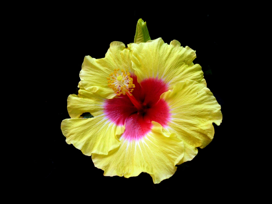 BLÜTE