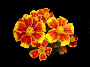 BLÜTEN