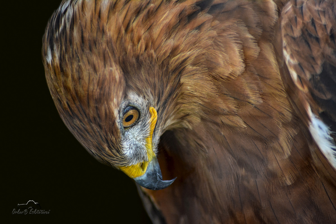 Kızıl şahin - Long-legged buzzard