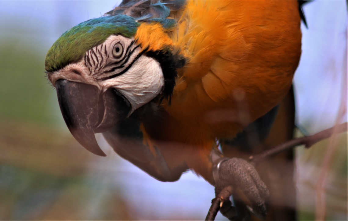 Curious Parrot
