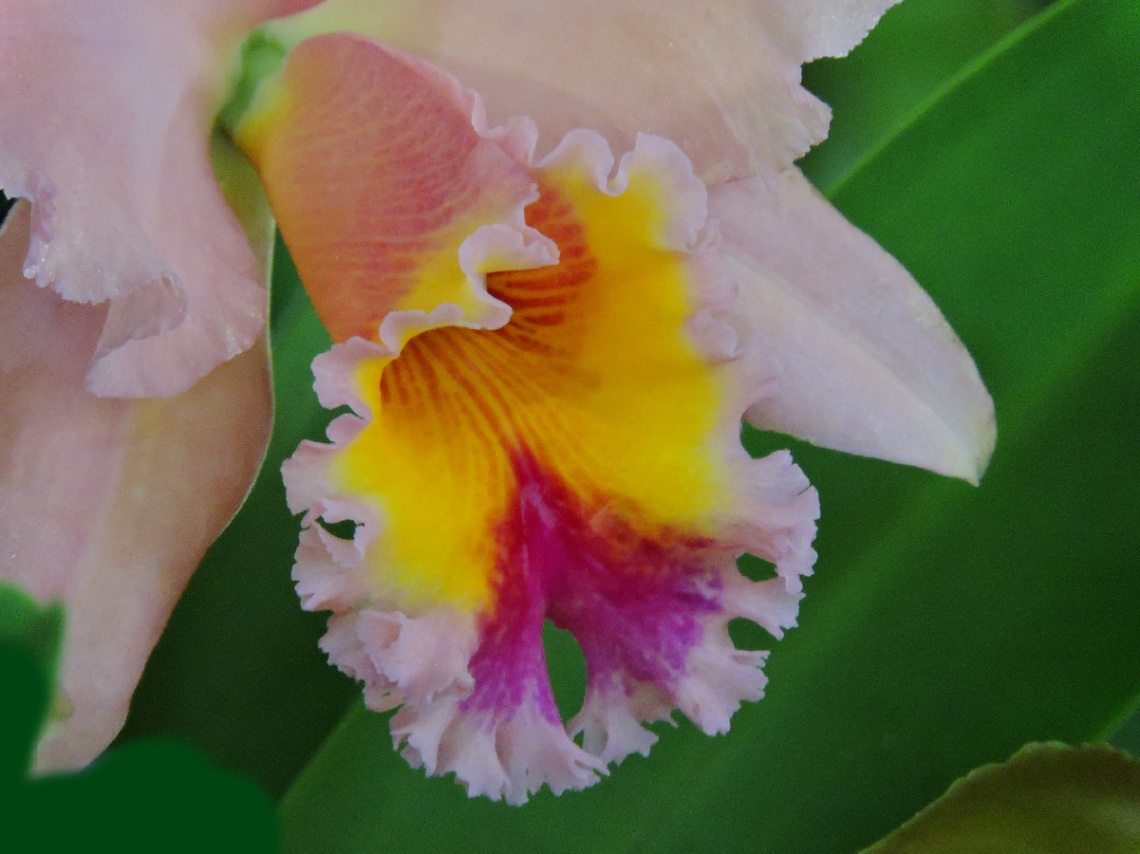 Catleya Orchid