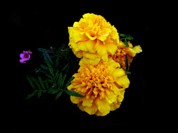 BLÜTEN