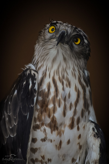 Yılan Kartalı - Short toed snake eagle
