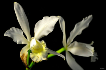 Orchids