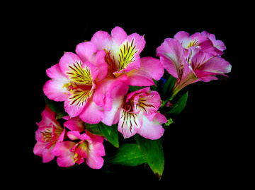 BLÜTEN