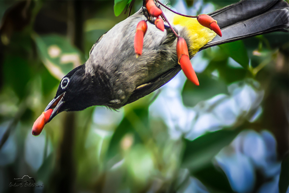 White-spectacled Bulbul