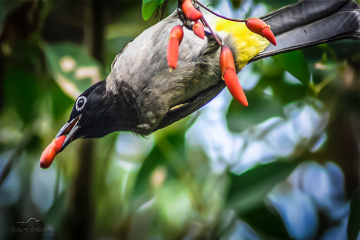 White-spectacled Bulbul