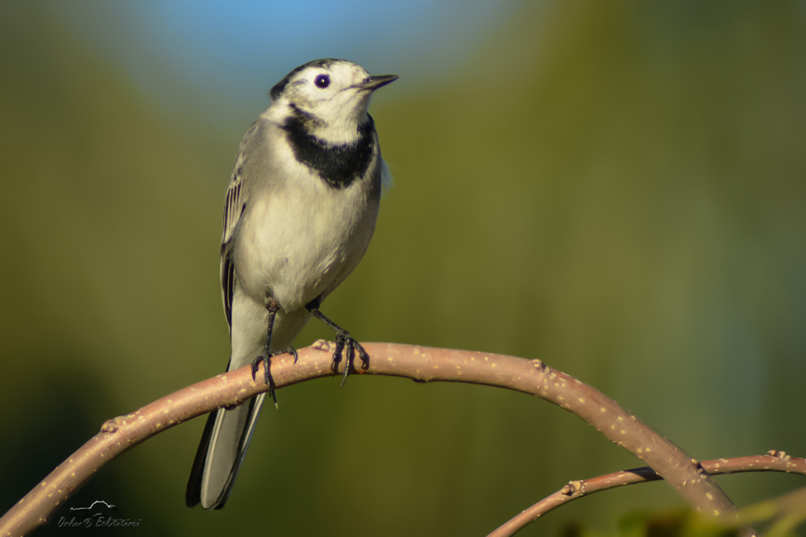 Ak kuyruksallayan - White Wagtail