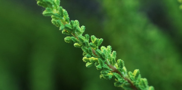 Green...