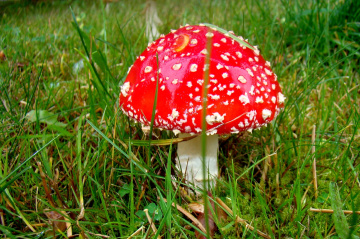 FLIEGENPILZ