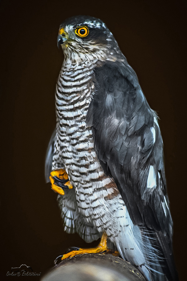 Bayağı atmaca - Sparrowhawk 