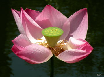 Lotus Flower