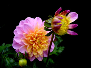 BLÜTEN