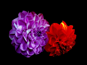 BLÜTEN