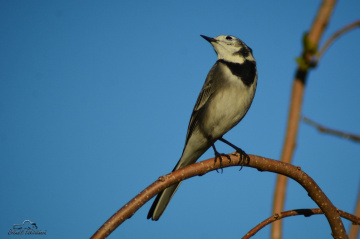 Ak kuyruksallayan - White Wagtail