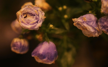 Tiny little flowers