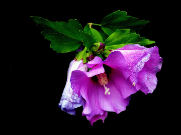 BLÜTEN