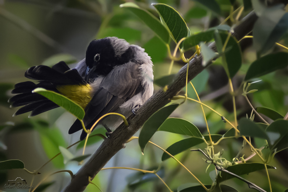 White-spectacled Bulbul