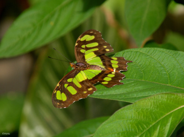 Malachite Butterfly 