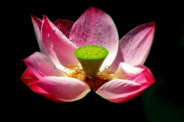 Flor de Lotus