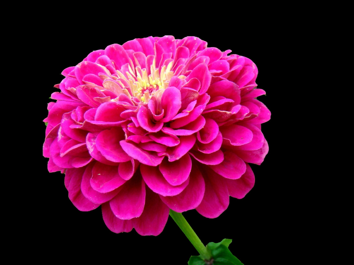 BLÜTE