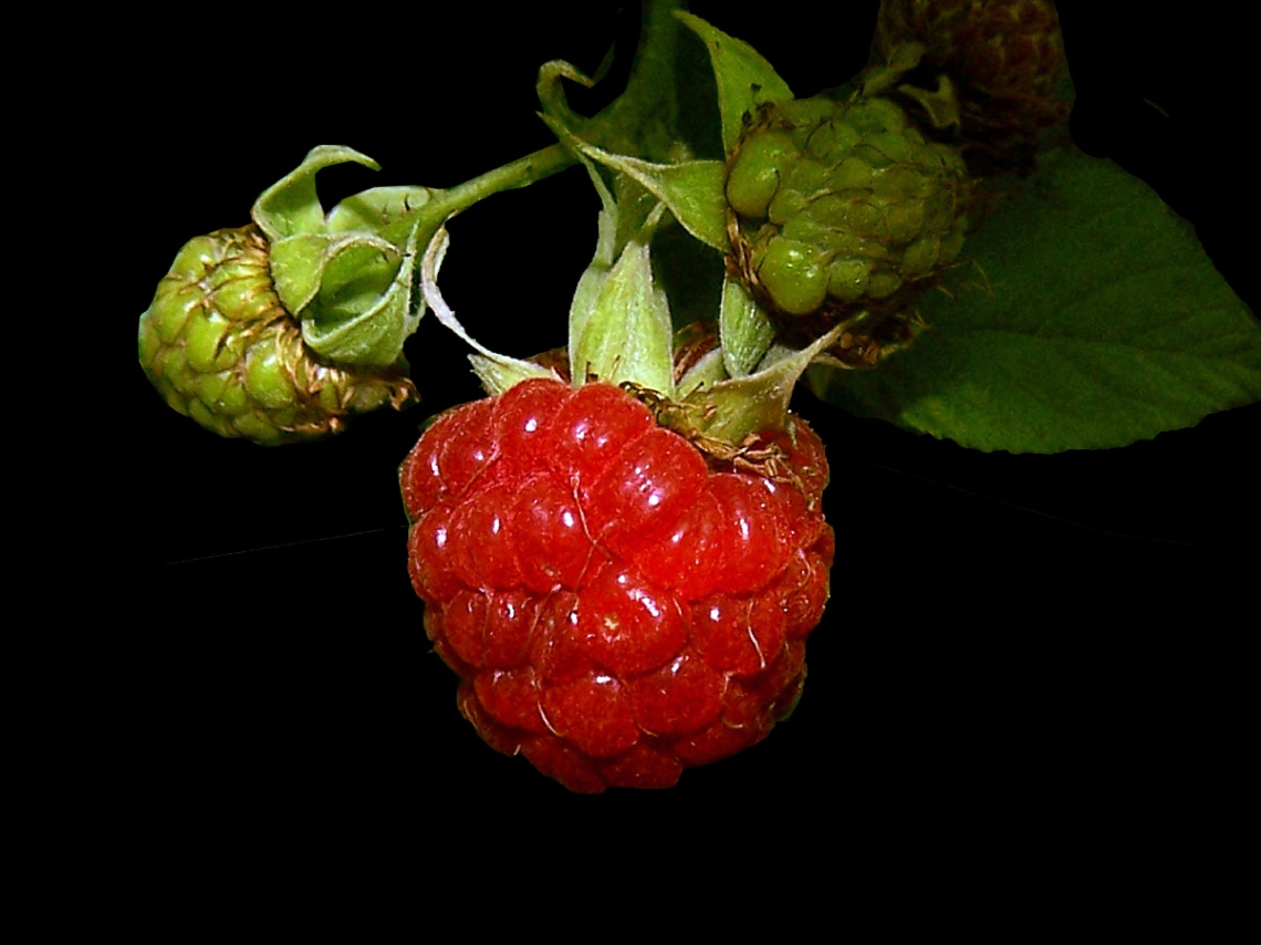 HIMBEERE