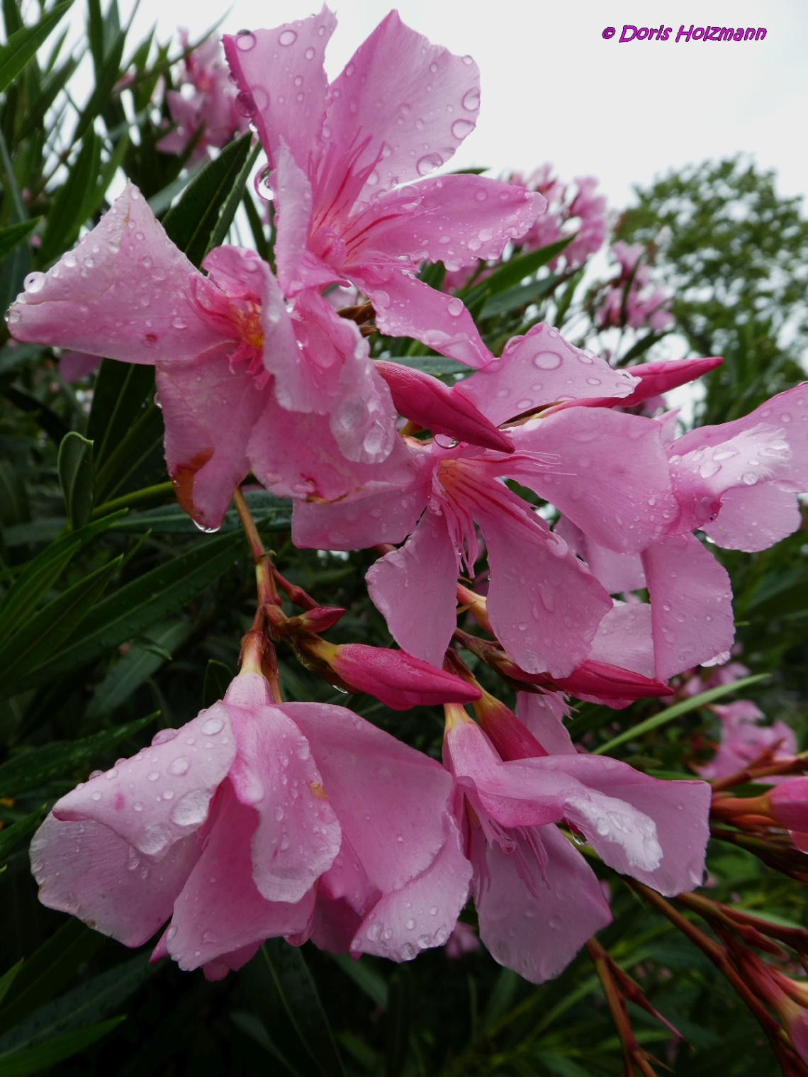 Rosa