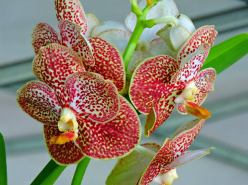 Orchids 