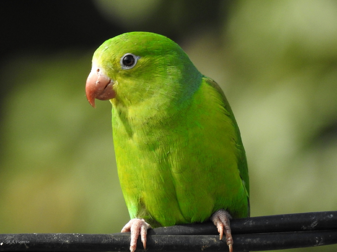 Plain Parakeet