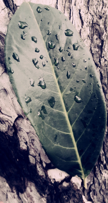 Rain drops