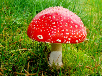 FLIEGENPILZ