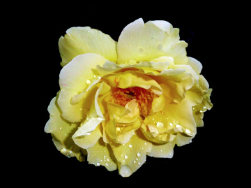 REGENTROPFEN