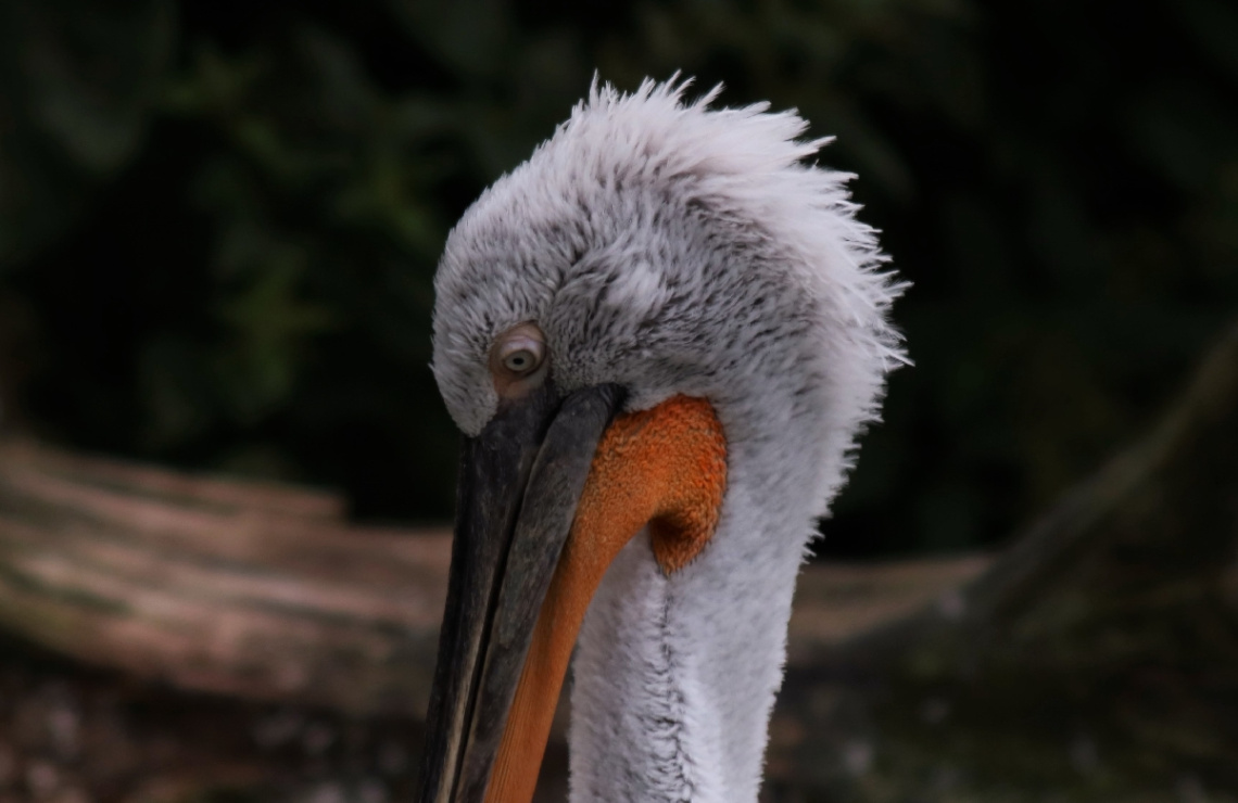 Pelican