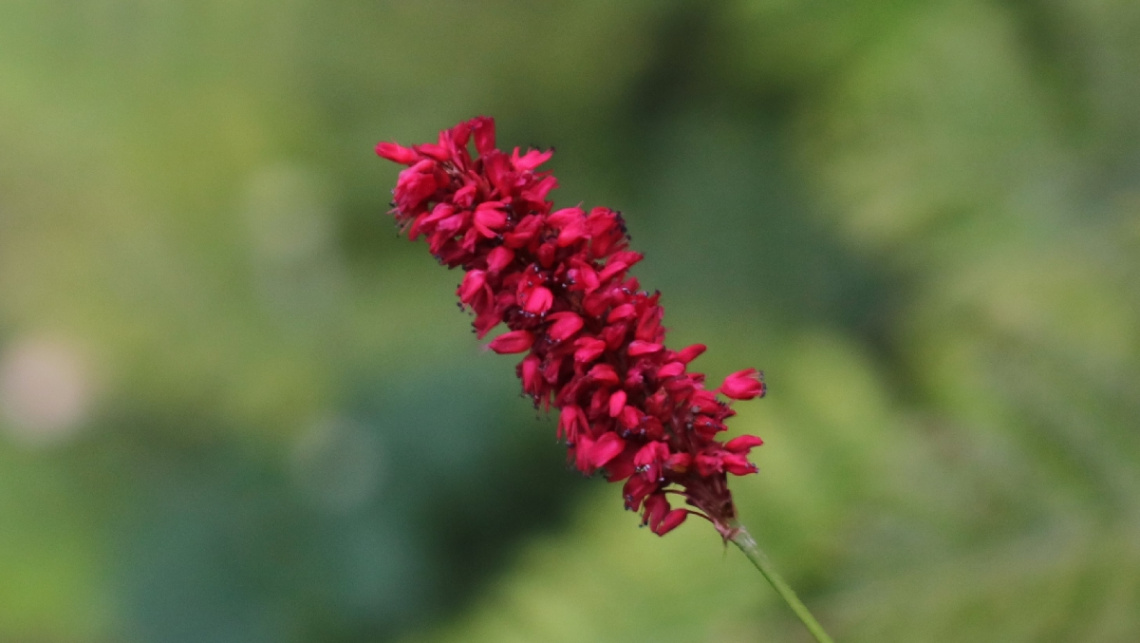 Red...