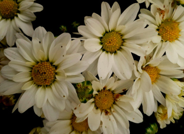 Margaridas