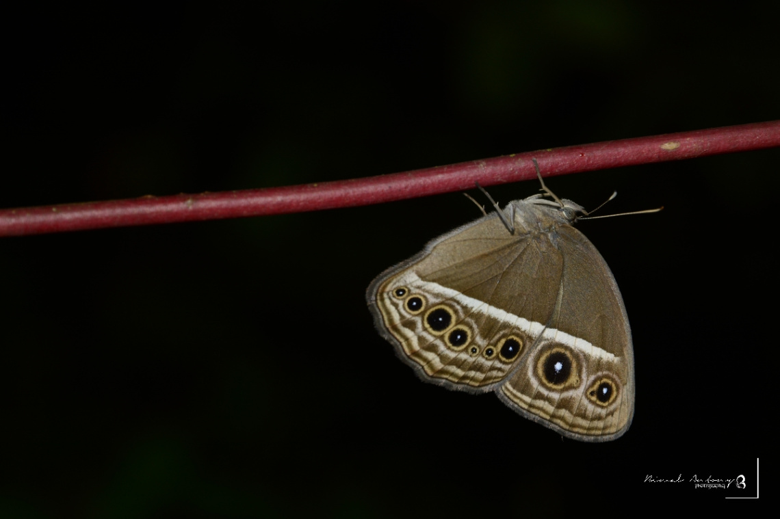 dark band bush brown