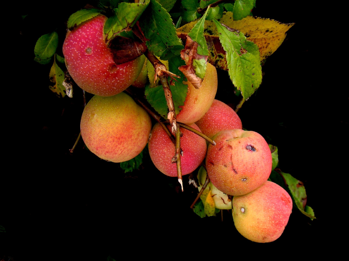 ZIERQUITTEN